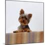 Yorkshire Terrier Portrait-Jane Burton-Mounted Photographic Print