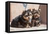 Yorkshire Terrier Puppies sitting-Zandria Muench Beraldo-Framed Stretched Canvas