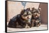 Yorkshire Terrier Puppies sitting-Zandria Muench Beraldo-Framed Stretched Canvas