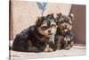 Yorkshire Terrier Puppies sitting-Zandria Muench Beraldo-Stretched Canvas