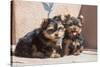 Yorkshire Terrier Puppies sitting-Zandria Muench Beraldo-Stretched Canvas