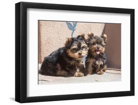 Yorkshire Terrier Puppies sitting-Zandria Muench Beraldo-Framed Photographic Print