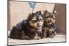 Yorkshire Terrier Puppies sitting-Zandria Muench Beraldo-Mounted Photographic Print