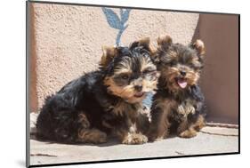 Yorkshire Terrier Puppies sitting-Zandria Muench Beraldo-Mounted Photographic Print