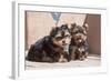 Yorkshire Terrier Puppies sitting-Zandria Muench Beraldo-Framed Photographic Print