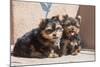 Yorkshire Terrier Puppies sitting-Zandria Muench Beraldo-Mounted Photographic Print