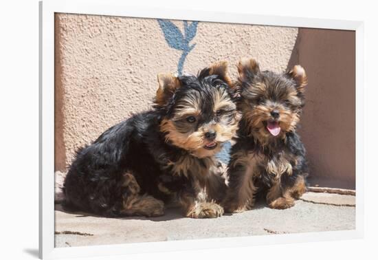 Yorkshire Terrier Puppies sitting-Zandria Muench Beraldo-Framed Photographic Print