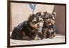 Yorkshire Terrier Puppies sitting-Zandria Muench Beraldo-Framed Photographic Print