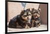 Yorkshire Terrier Puppies sitting-Zandria Muench Beraldo-Framed Photographic Print