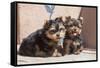 Yorkshire Terrier Puppies sitting-Zandria Muench Beraldo-Framed Stretched Canvas