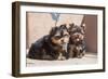 Yorkshire Terrier Puppies sitting-Zandria Muench Beraldo-Framed Photographic Print