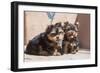 Yorkshire Terrier Puppies sitting-Zandria Muench Beraldo-Framed Photographic Print