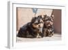 Yorkshire Terrier Puppies sitting-Zandria Muench Beraldo-Framed Photographic Print