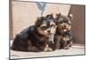 Yorkshire Terrier Puppies sitting-Zandria Muench Beraldo-Mounted Photographic Print