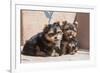 Yorkshire Terrier Puppies sitting-Zandria Muench Beraldo-Framed Photographic Print