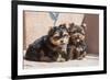 Yorkshire Terrier Puppies sitting-Zandria Muench Beraldo-Framed Photographic Print