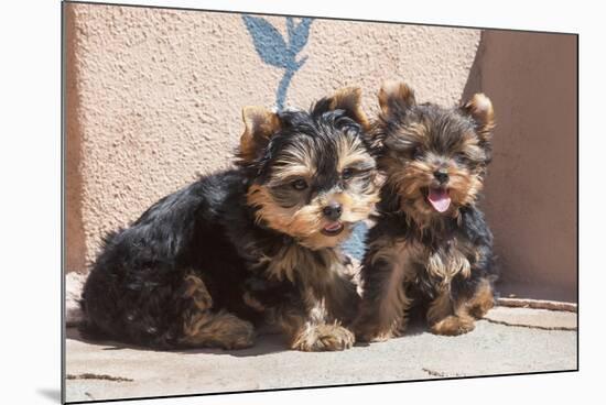 Yorkshire Terrier Puppies sitting-Zandria Muench Beraldo-Mounted Photographic Print