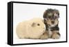 Yorkshire Terrier Puppy, 8 Weeks, with Guinea Pig-Mark Taylor-Framed Stretched Canvas