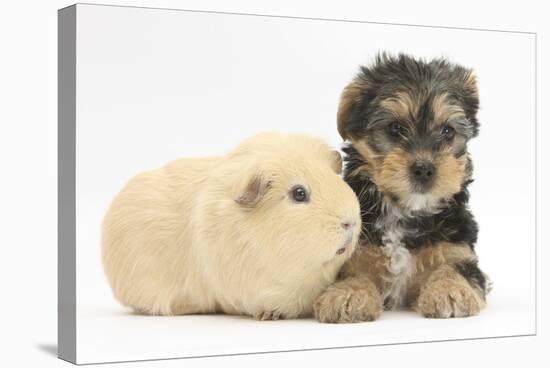 Yorkshire Terrier Puppy, 8 Weeks, with Guinea Pig-Mark Taylor-Stretched Canvas