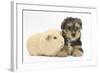 Yorkshire Terrier Puppy, 8 Weeks, with Guinea Pig-Mark Taylor-Framed Photographic Print