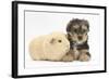 Yorkshire Terrier Puppy, 8 Weeks, with Guinea Pig-Mark Taylor-Framed Photographic Print