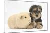 Yorkshire Terrier Puppy, 8 Weeks, with Guinea Pig-Mark Taylor-Mounted Photographic Print