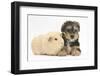 Yorkshire Terrier Puppy, 8 Weeks, with Guinea Pig-Mark Taylor-Framed Photographic Print