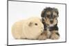 Yorkshire Terrier Puppy, 8 Weeks, with Guinea Pig-Mark Taylor-Mounted Photographic Print