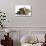 Yorkshire Terrier Puppy, 8 Weeks, with Sandy Lionhead-Cross Rabbit-Mark Taylor-Photographic Print displayed on a wall