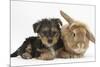 Yorkshire Terrier Puppy, 8 Weeks, with Sandy Lionhead-Cross Rabbit-Mark Taylor-Mounted Photographic Print