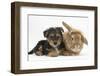 Yorkshire Terrier Puppy, 8 Weeks, with Sandy Lionhead-Cross Rabbit-Mark Taylor-Framed Photographic Print