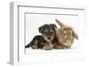 Yorkshire Terrier Puppy, 8 Weeks, with Sandy Lionhead-Cross Rabbit-Mark Taylor-Framed Photographic Print