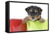 Yorkshire Terrier Puppy in Flowerpot-null-Framed Stretched Canvas