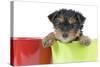 Yorkshire Terrier Puppy in Flowerpot-null-Stretched Canvas