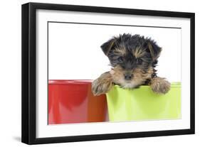 Yorkshire Terrier Puppy in Flowerpot-null-Framed Photographic Print