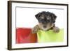 Yorkshire Terrier Puppy in Flowerpot-null-Framed Photographic Print