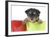 Yorkshire Terrier Puppy in Flowerpot-null-Framed Photographic Print