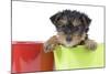 Yorkshire Terrier Puppy in Flowerpot-null-Mounted Photographic Print