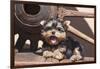 Yorkshire Terrier Puppy laying by wooden wheel-Zandria Muench Beraldo-Framed Photographic Print