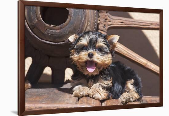 Yorkshire Terrier Puppy laying by wooden wheel-Zandria Muench Beraldo-Framed Photographic Print