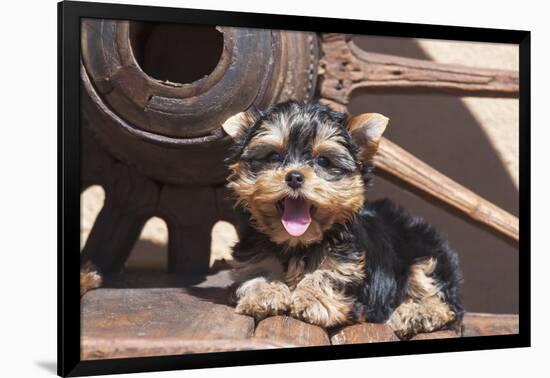 Yorkshire Terrier Puppy laying by wooden wheel-Zandria Muench Beraldo-Framed Photographic Print