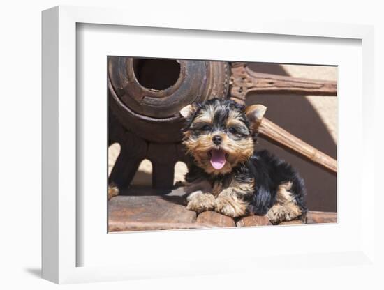 Yorkshire Terrier Puppy laying by wooden wheel-Zandria Muench Beraldo-Framed Photographic Print