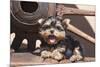 Yorkshire Terrier Puppy laying by wooden wheel-Zandria Muench Beraldo-Mounted Premium Photographic Print