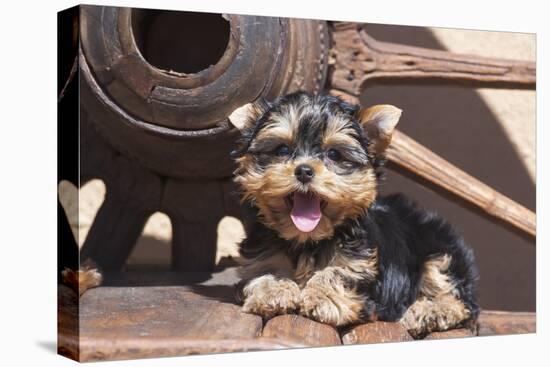 Yorkshire Terrier Puppy laying by wooden wheel-Zandria Muench Beraldo-Stretched Canvas