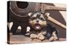 Yorkshire Terrier Puppy laying by wooden wheel-Zandria Muench Beraldo-Stretched Canvas