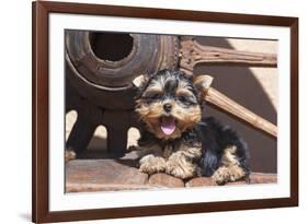 Yorkshire Terrier Puppy laying by wooden wheel-Zandria Muench Beraldo-Framed Photographic Print