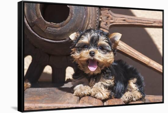 Yorkshire Terrier Puppy laying by wooden wheel-Zandria Muench Beraldo-Framed Stretched Canvas