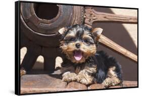 Yorkshire Terrier Puppy laying by wooden wheel-Zandria Muench Beraldo-Framed Stretched Canvas