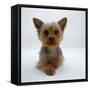 Yorkshire Terrier Puppy Lying with Head Up-Jane Burton-Framed Stretched Canvas