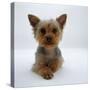 Yorkshire Terrier Puppy Lying with Head Up-Jane Burton-Stretched Canvas